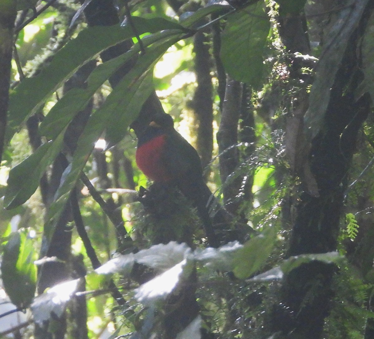 Bar-tailed Trogon - ML643043749