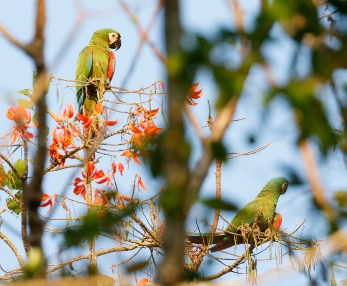 Chestnut-fronted Macaw - ML643043752