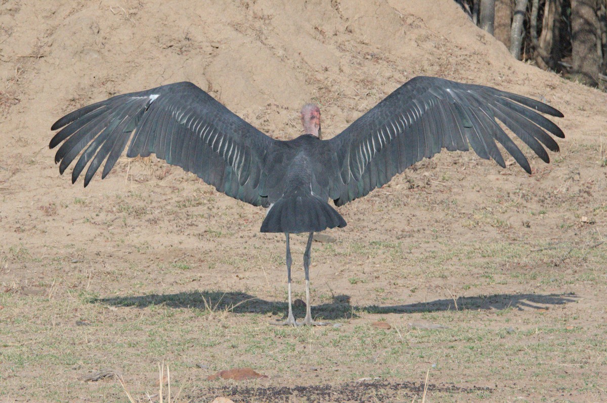 Marabou Stork - ML643043765