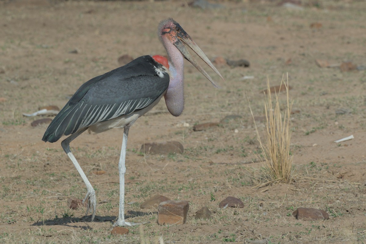 Marabou Stork - ML643043767