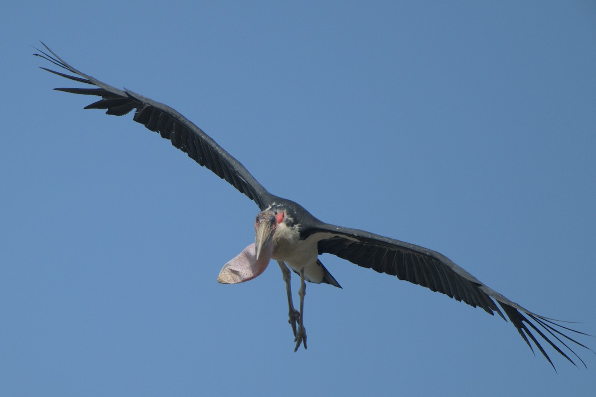 Marabou Stork - ML643043768