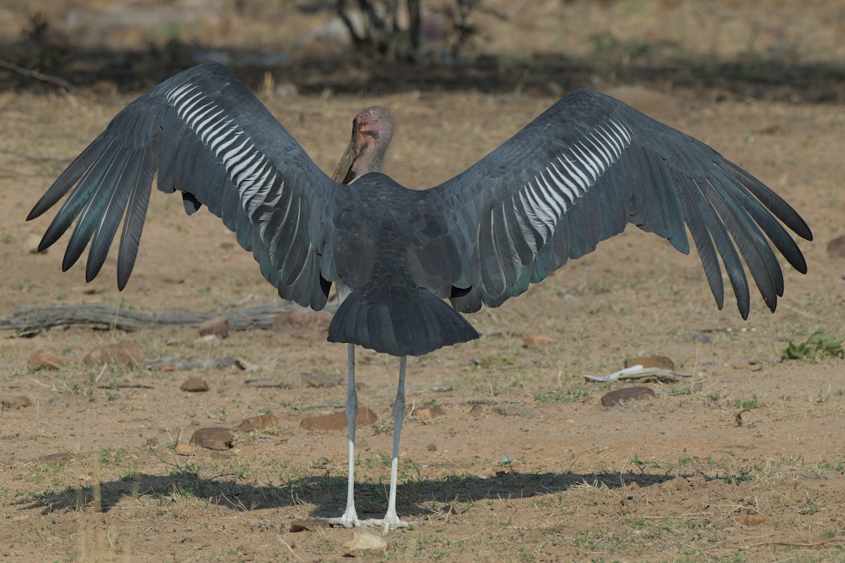 Marabou Stork - ML643043769