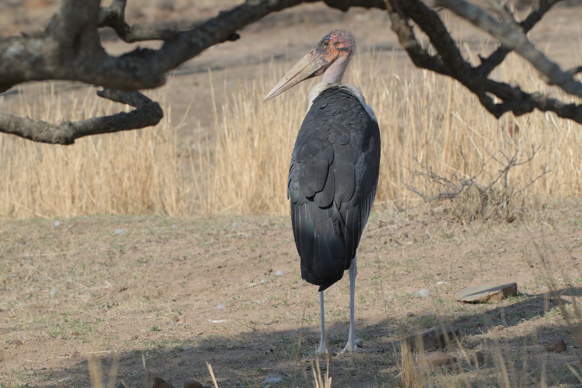 Marabou Stork - ML643043770