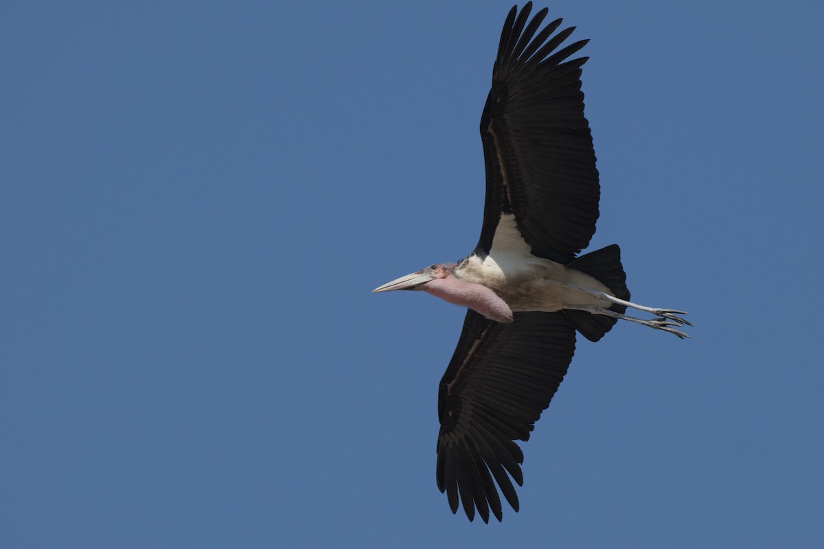Marabou Stork - ML643043771