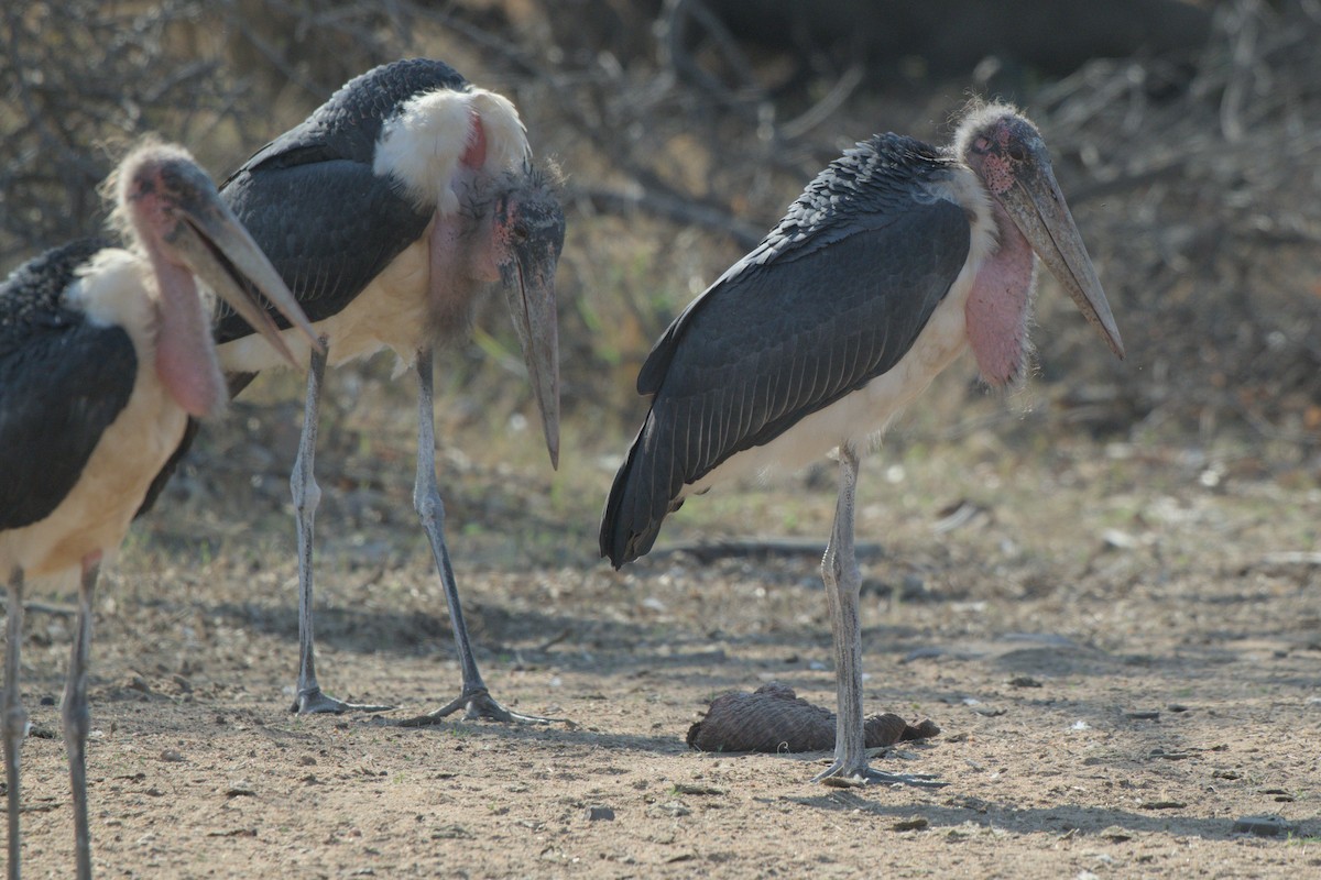 Marabou Stork - ML643043773