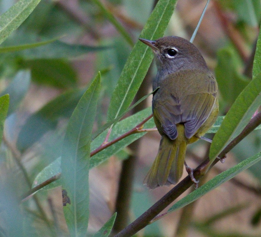 MacGillivray's Warbler - ML643043795