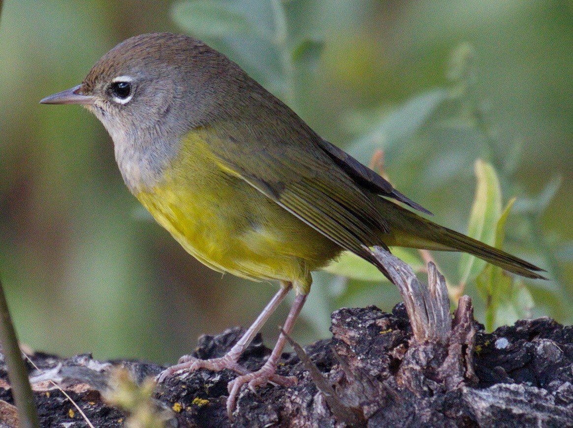 MacGillivray's Warbler - ML643043801