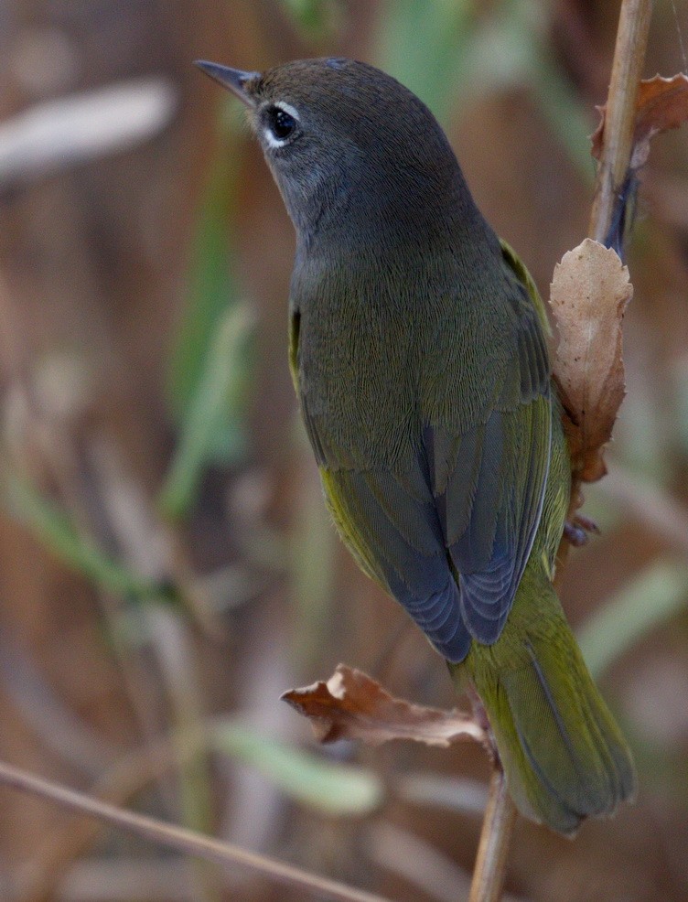 MacGillivray's Warbler - ML643043804