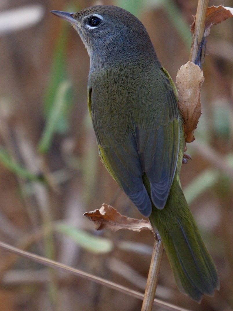 MacGillivray's Warbler - ML643043805