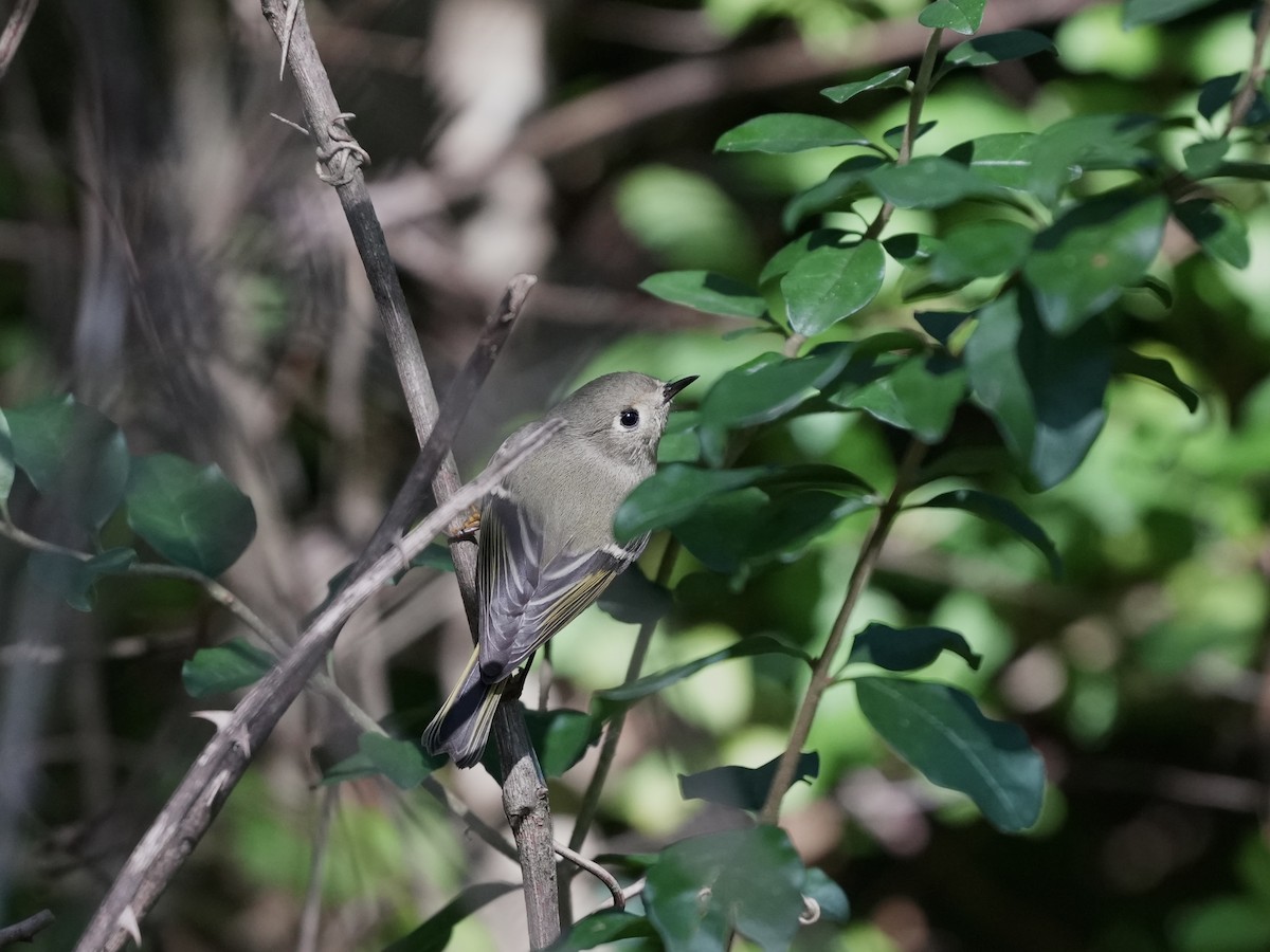 Ruby-crowned Kinglet - ML643043838