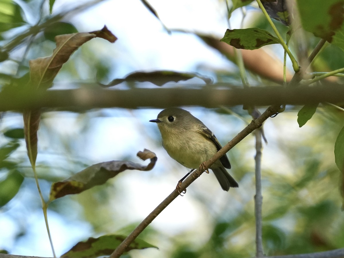 Ruby-crowned Kinglet - ML643043839