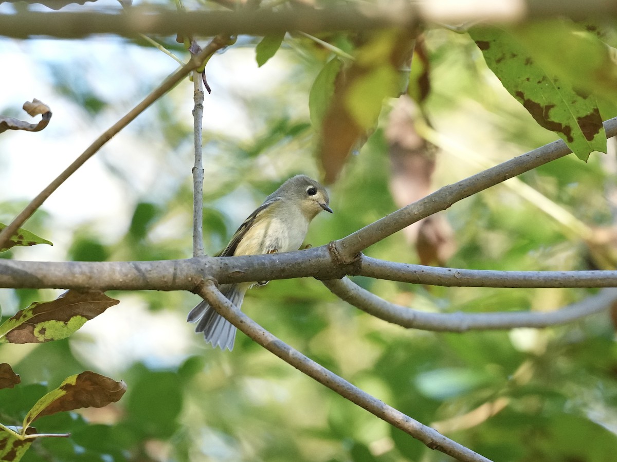 Ruby-crowned Kinglet - ML643043840