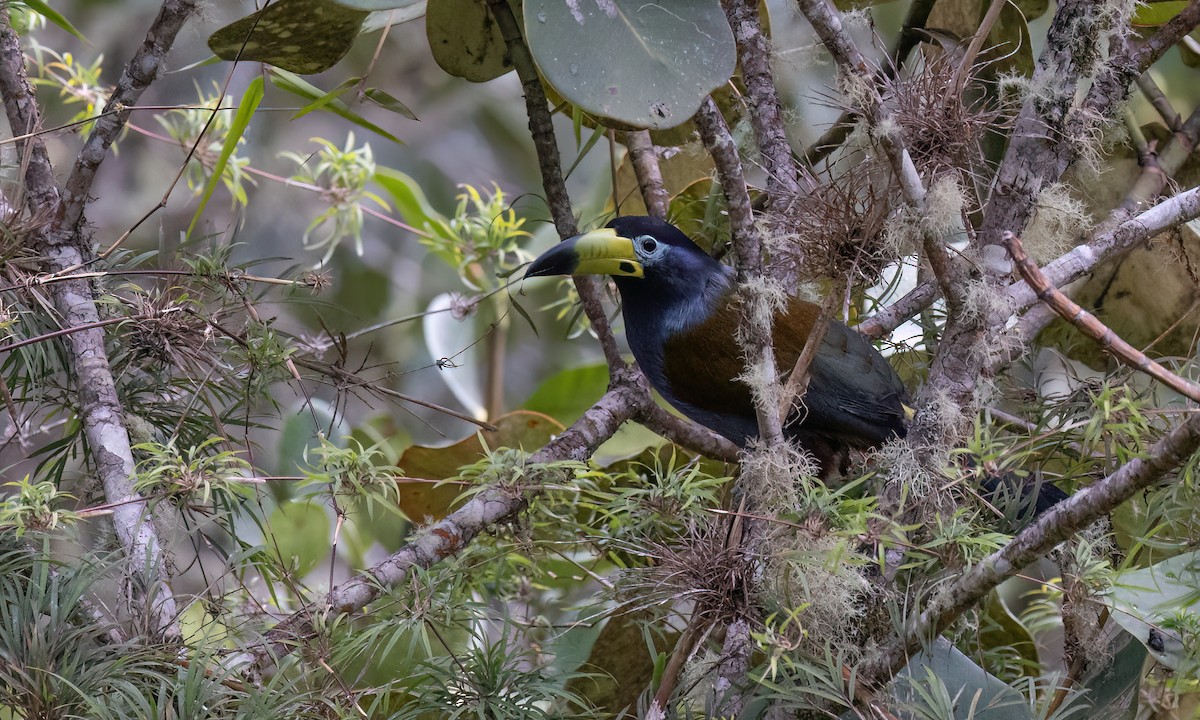 Hooded Mountain-Toucan - ML643043881