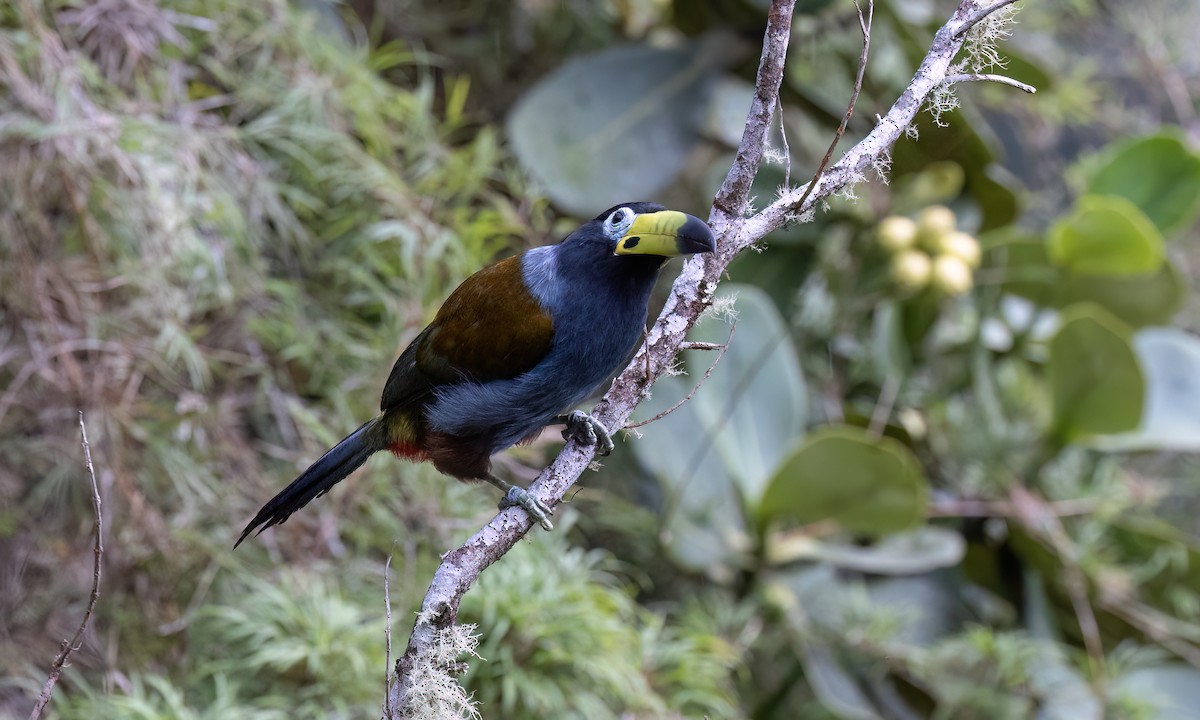 Hooded Mountain-Toucan - ML643043883