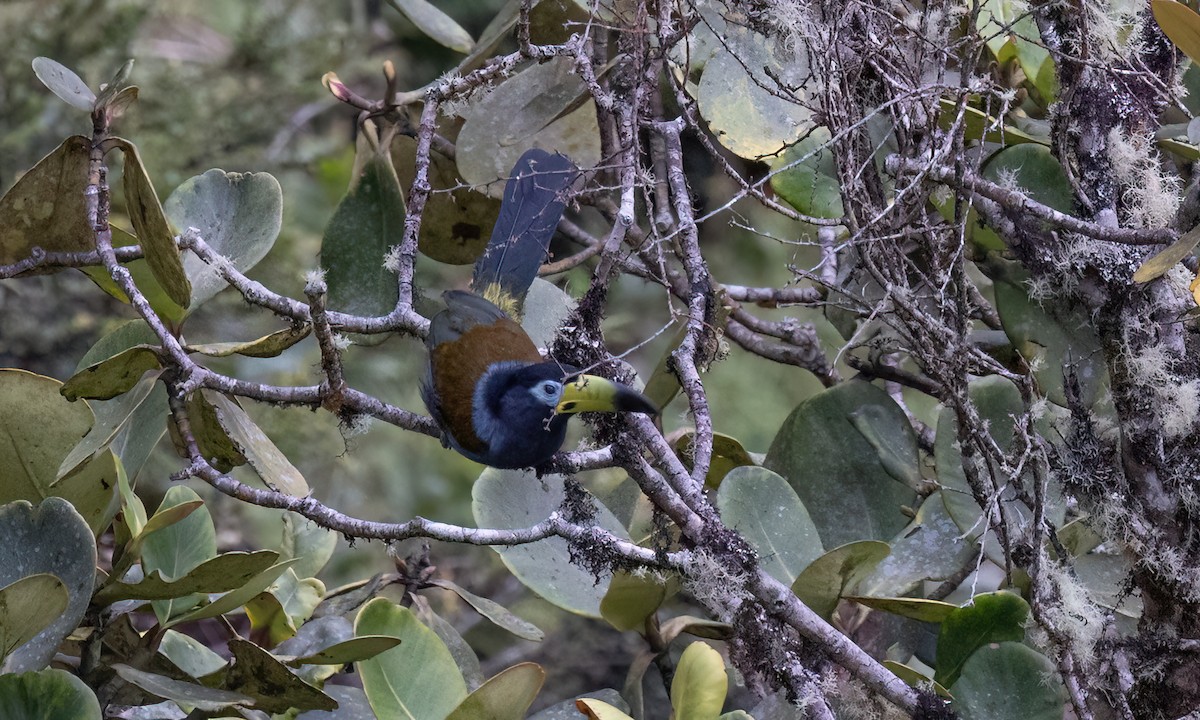 Hooded Mountain-Toucan - ML643043884