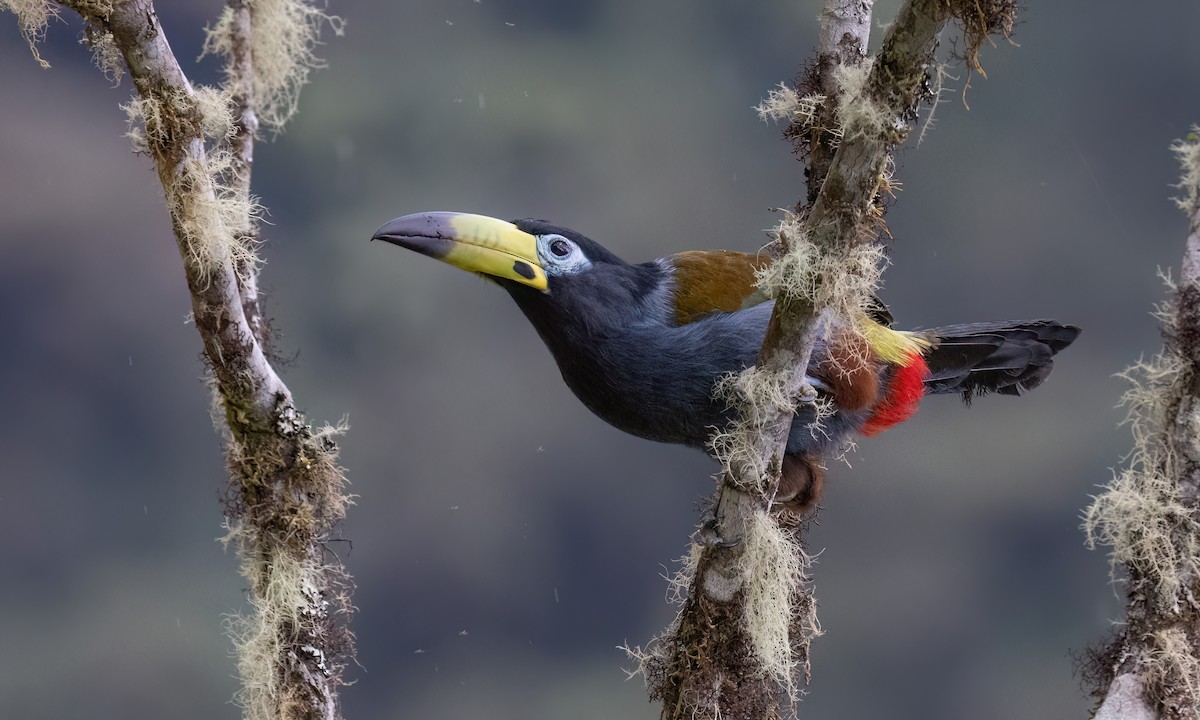 Hooded Mountain-Toucan - ML643043885