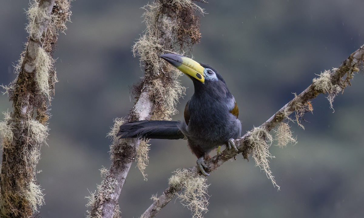 Hooded Mountain-Toucan - ML643043886