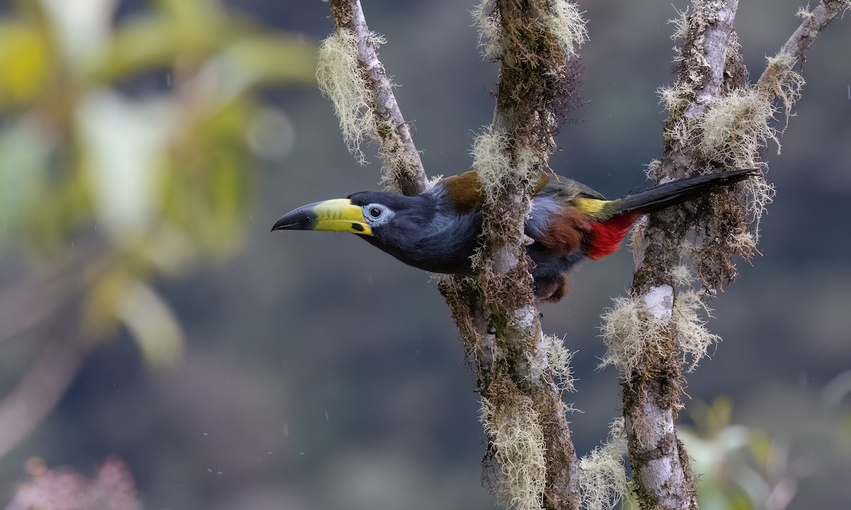 Hooded Mountain-Toucan - ML643043887