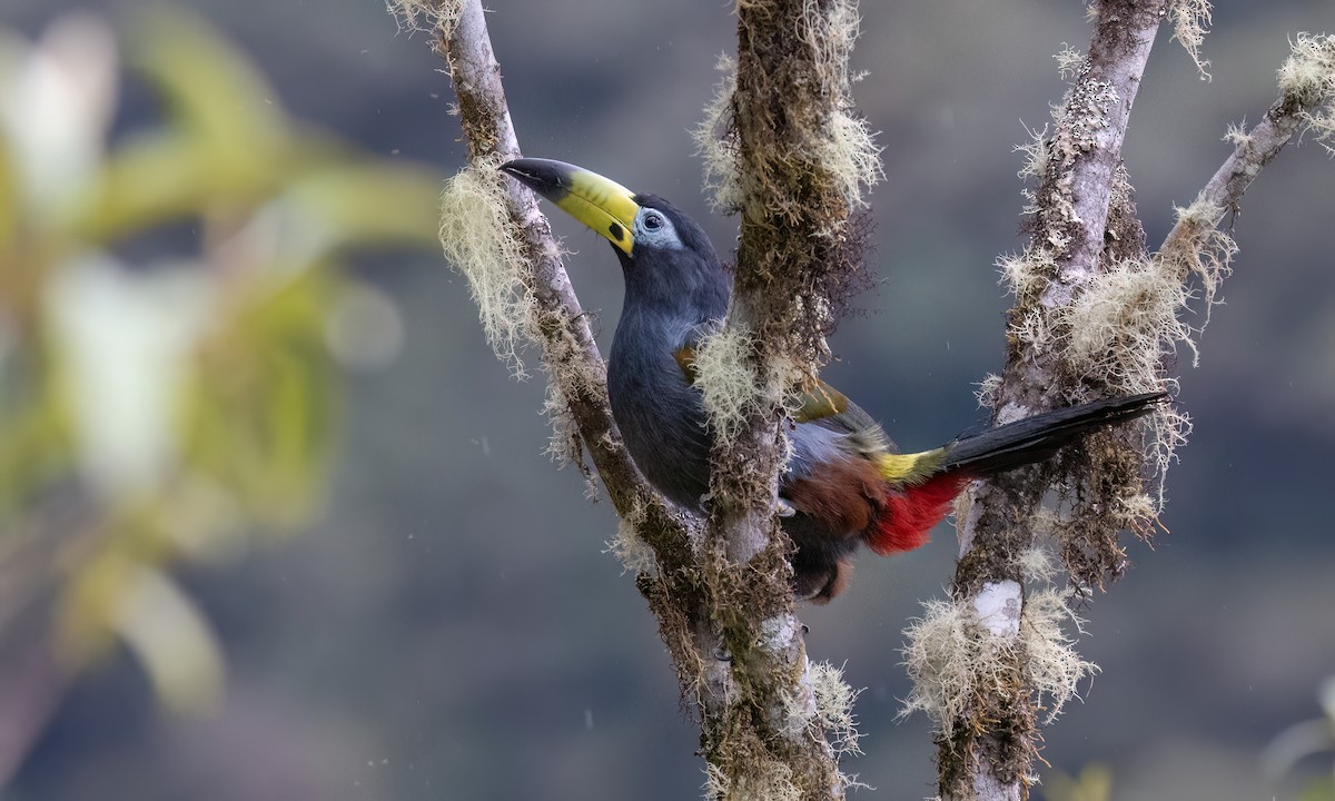 Hooded Mountain-Toucan - ML643043888