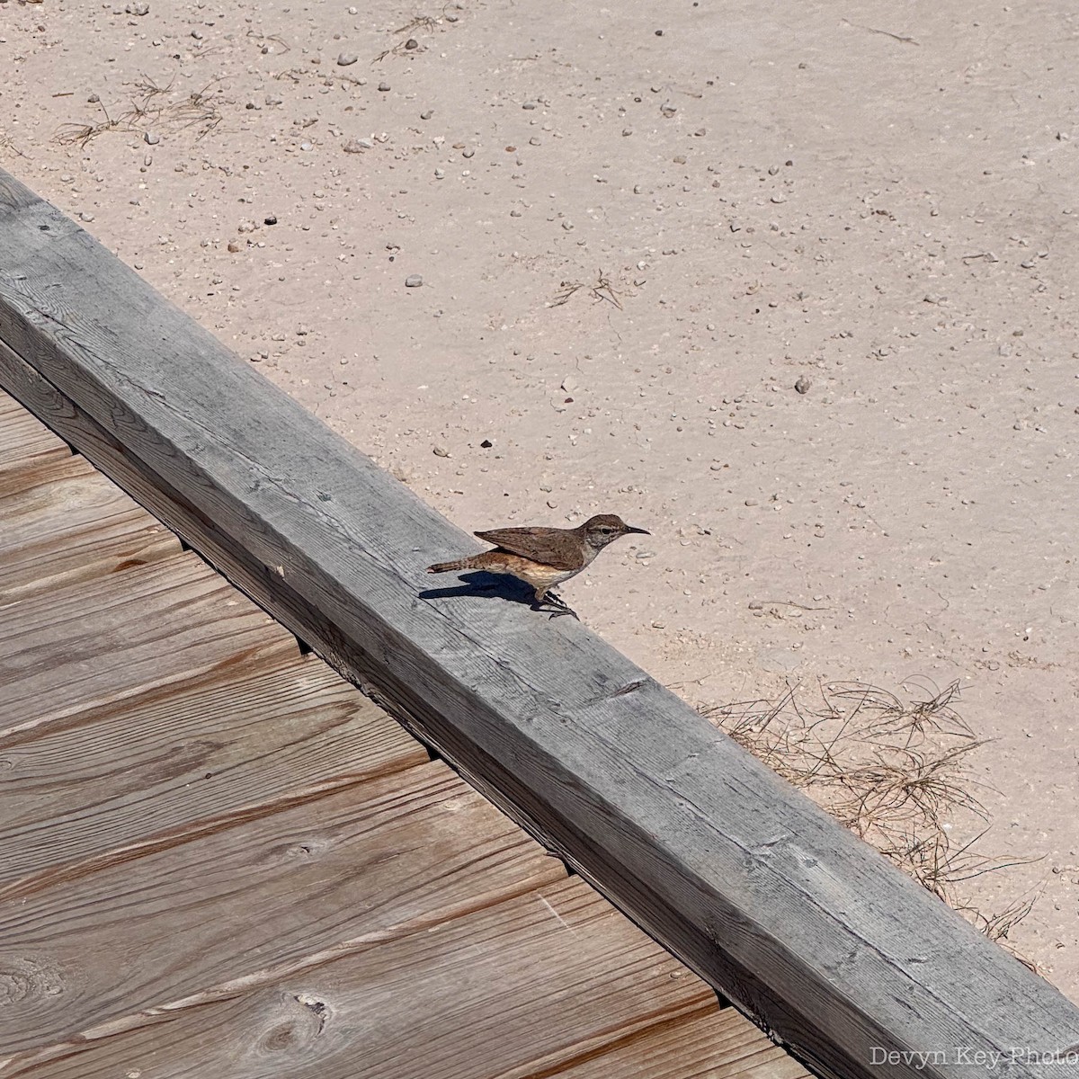 Rock Wren - ML643043891