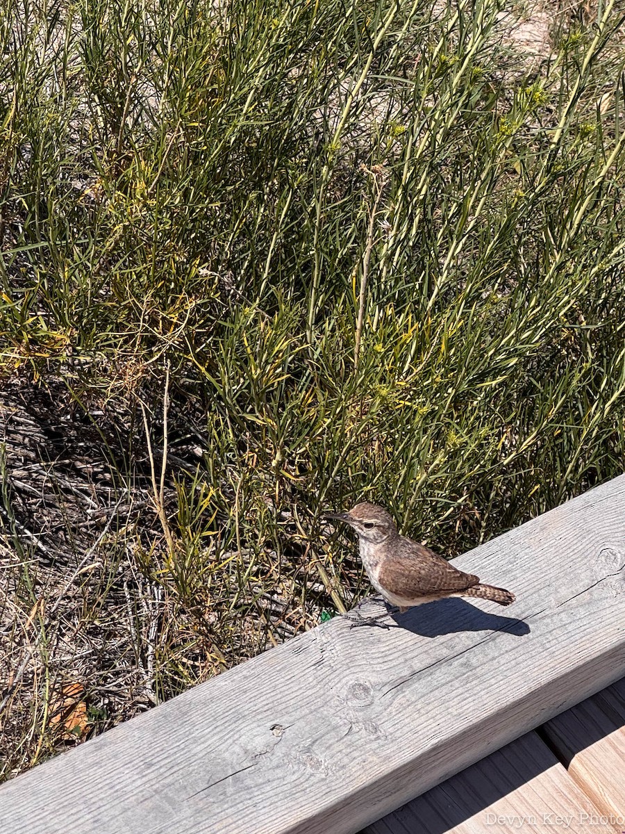 Rock Wren - ML643043892