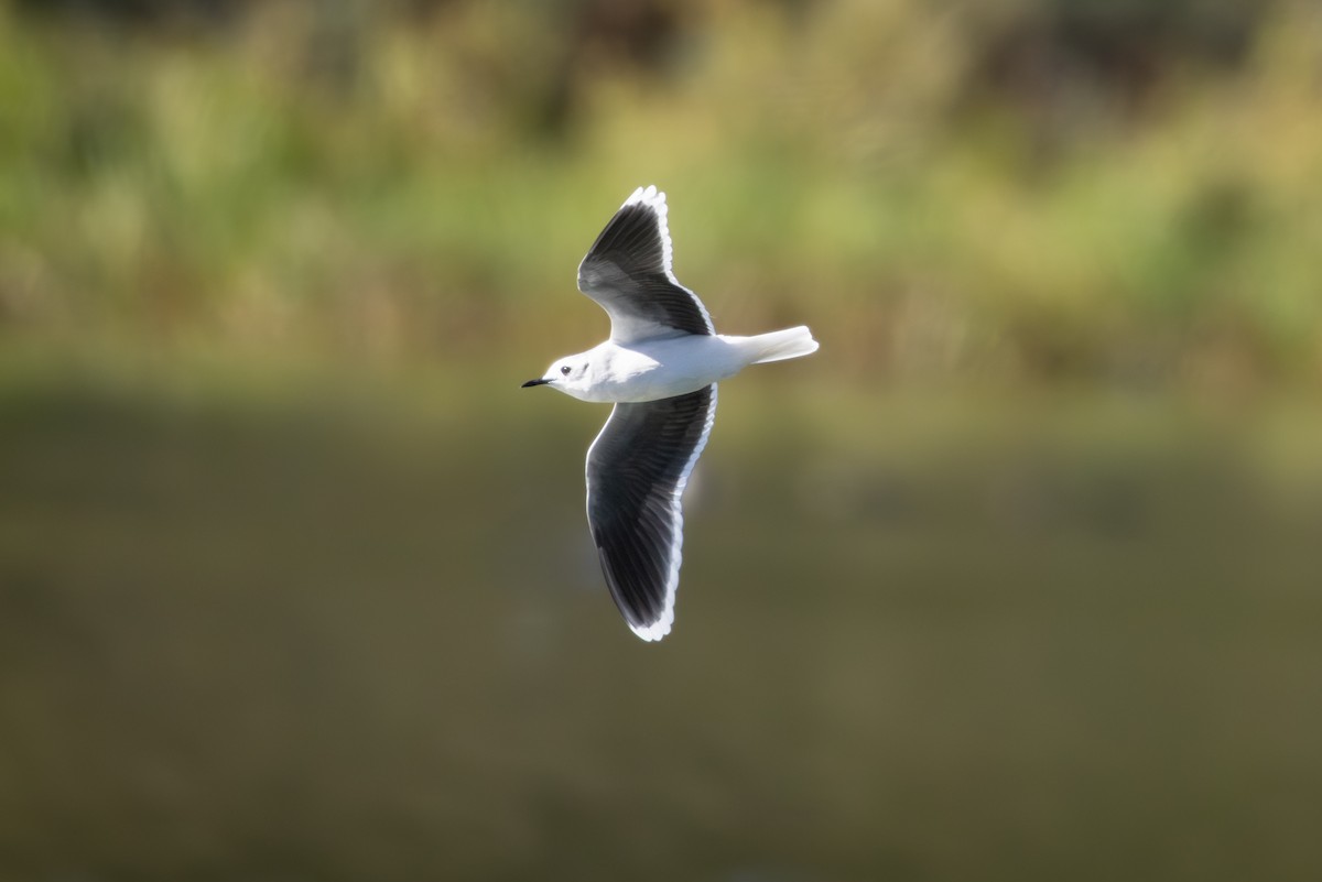 Little Gull - ML643043906