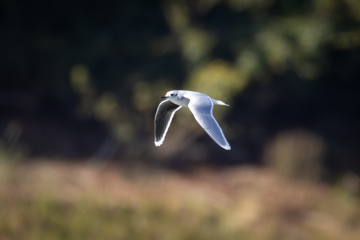 Little Gull - ML643043907