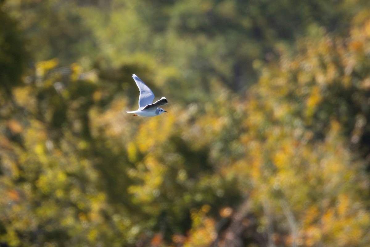 Little Gull - ML643043908