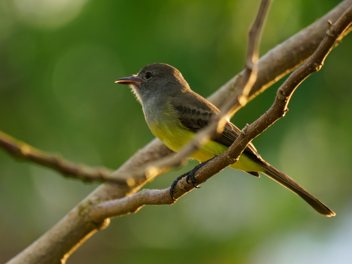 Panama Flycatcher - ML643043926