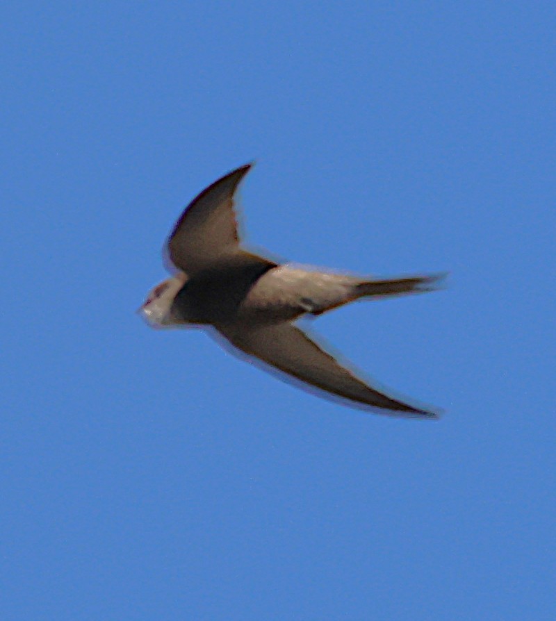 Pallid Swift - ML643043936