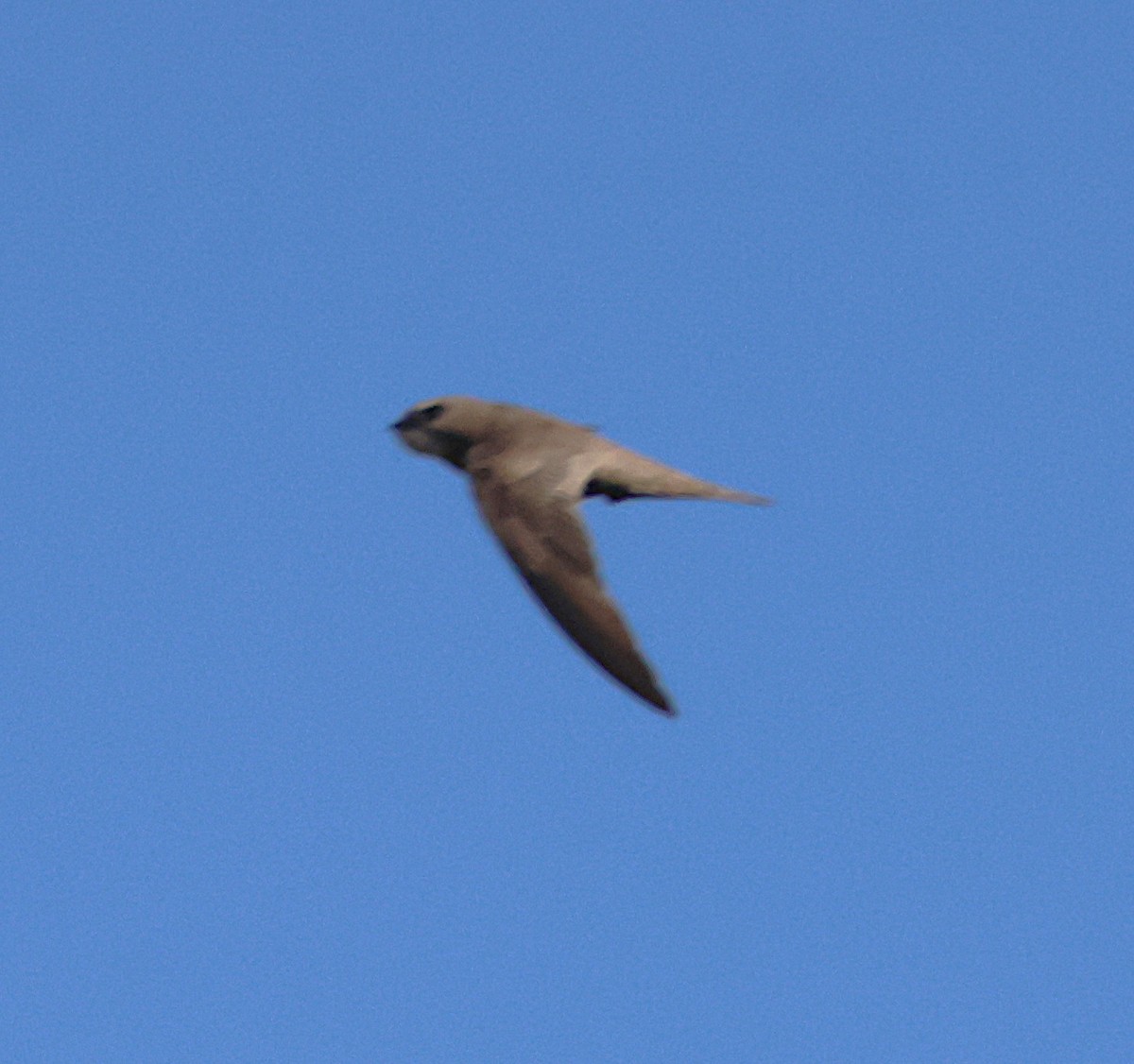 Pallid Swift - ML643043937