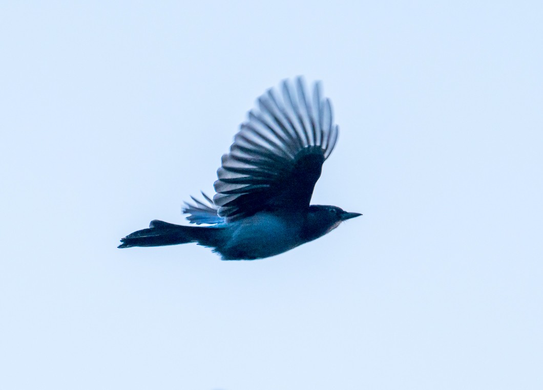 Steller's Jay - ML643043958