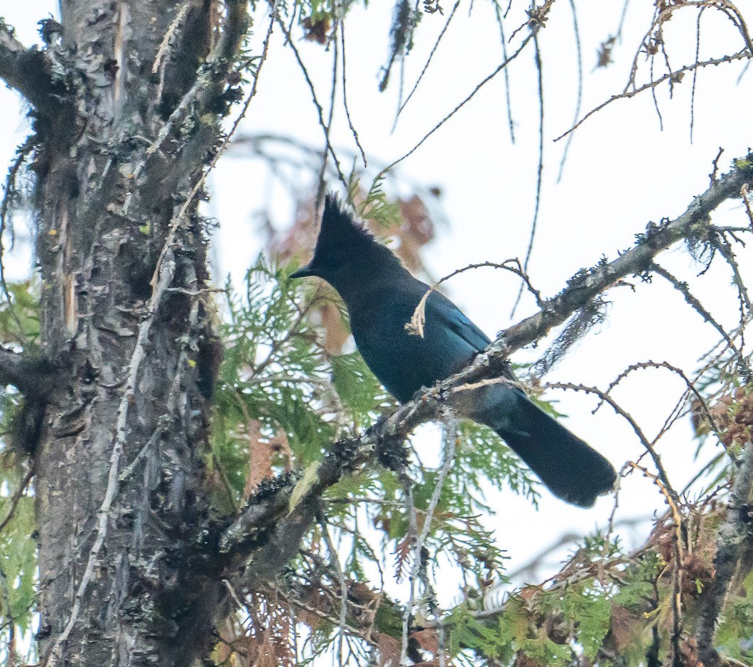 Steller's Jay - ML643043959