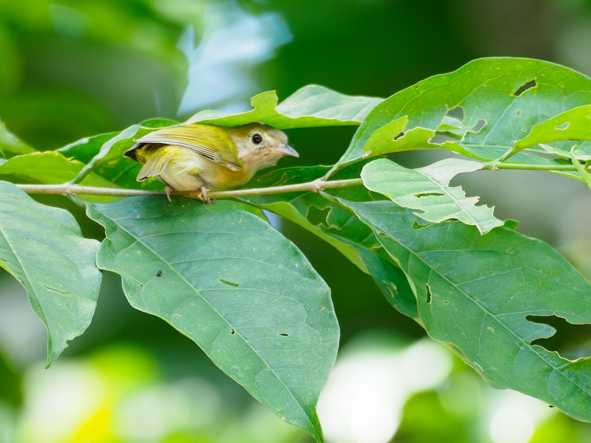 Lesser Greenlet - ML643043960