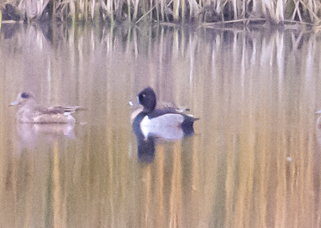 Ring-necked Duck - ML643043981