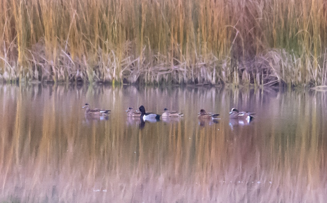 American Wigeon - ML643043985