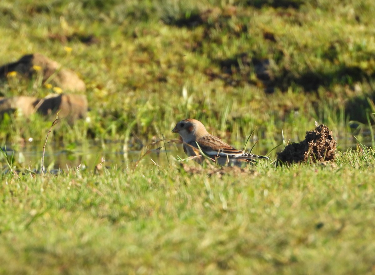 Snow Bunting - ML643043986