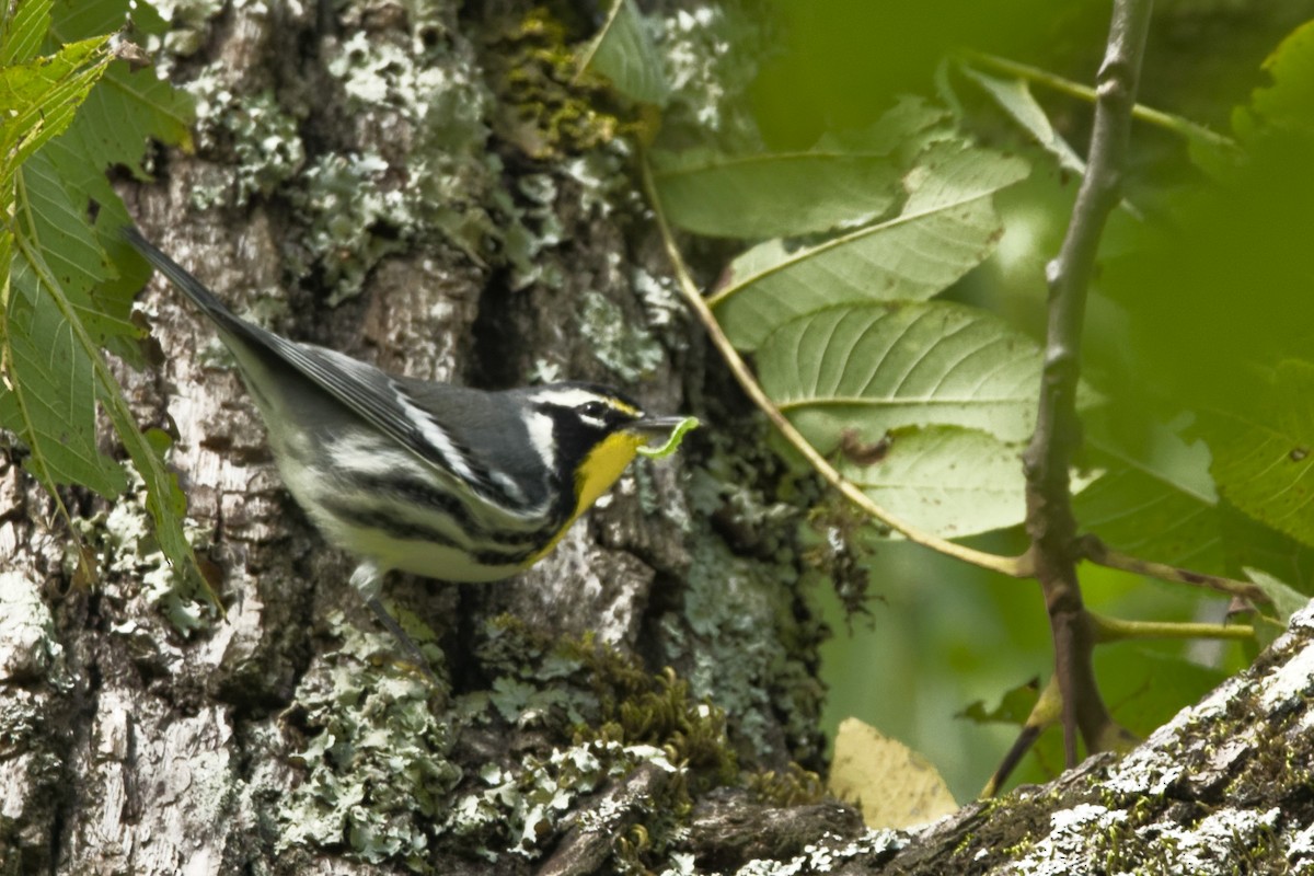 Yellow-throated Warbler - ML643043998