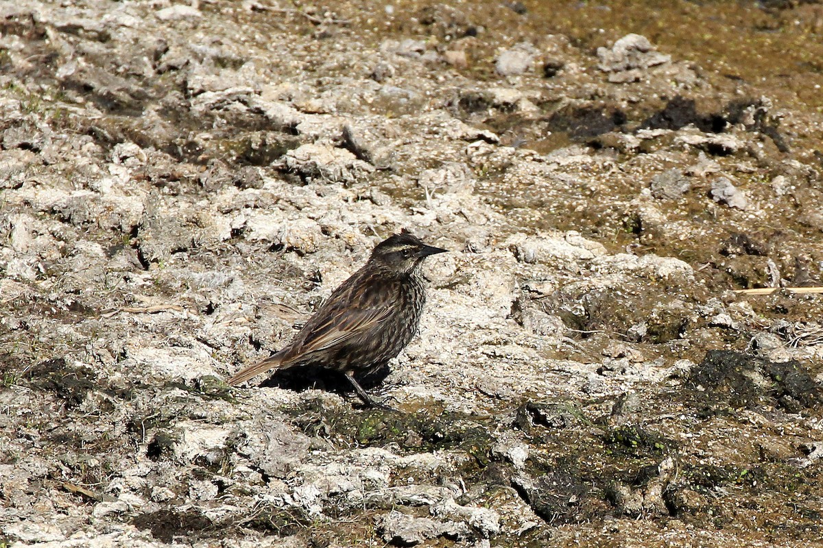 Yellow-winged Blackbird - ML643044007