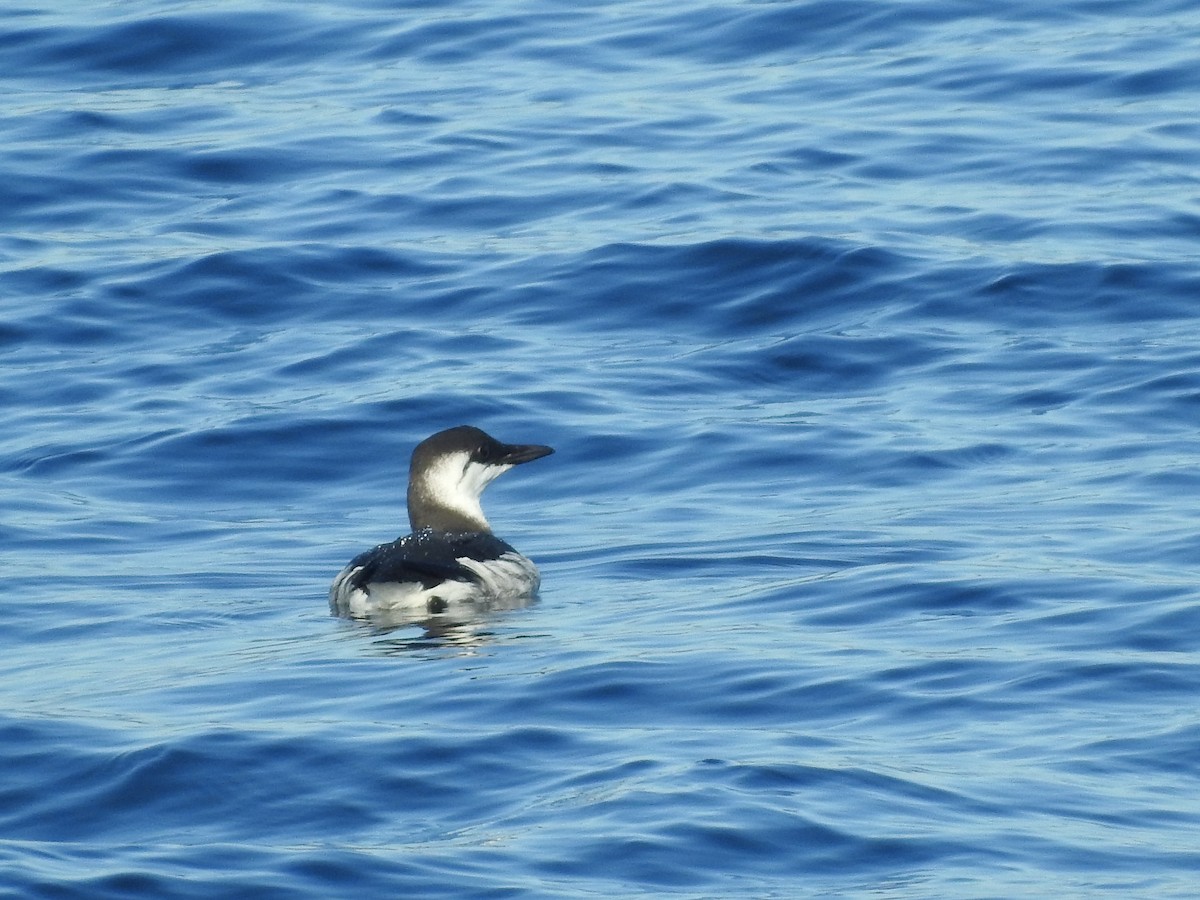 Common Murre - ML643044012