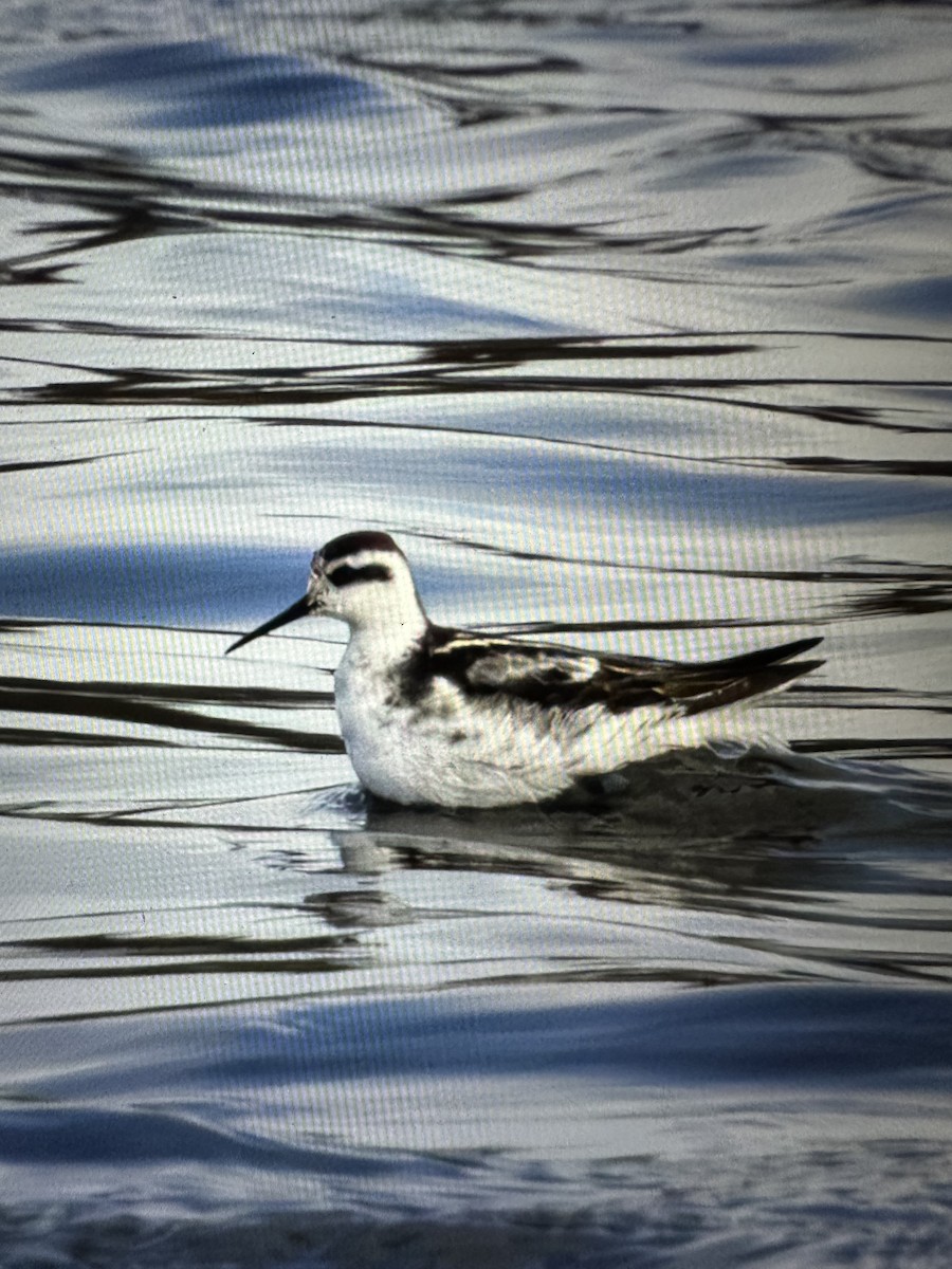 Red-necked Phalarope - Sophie Angood