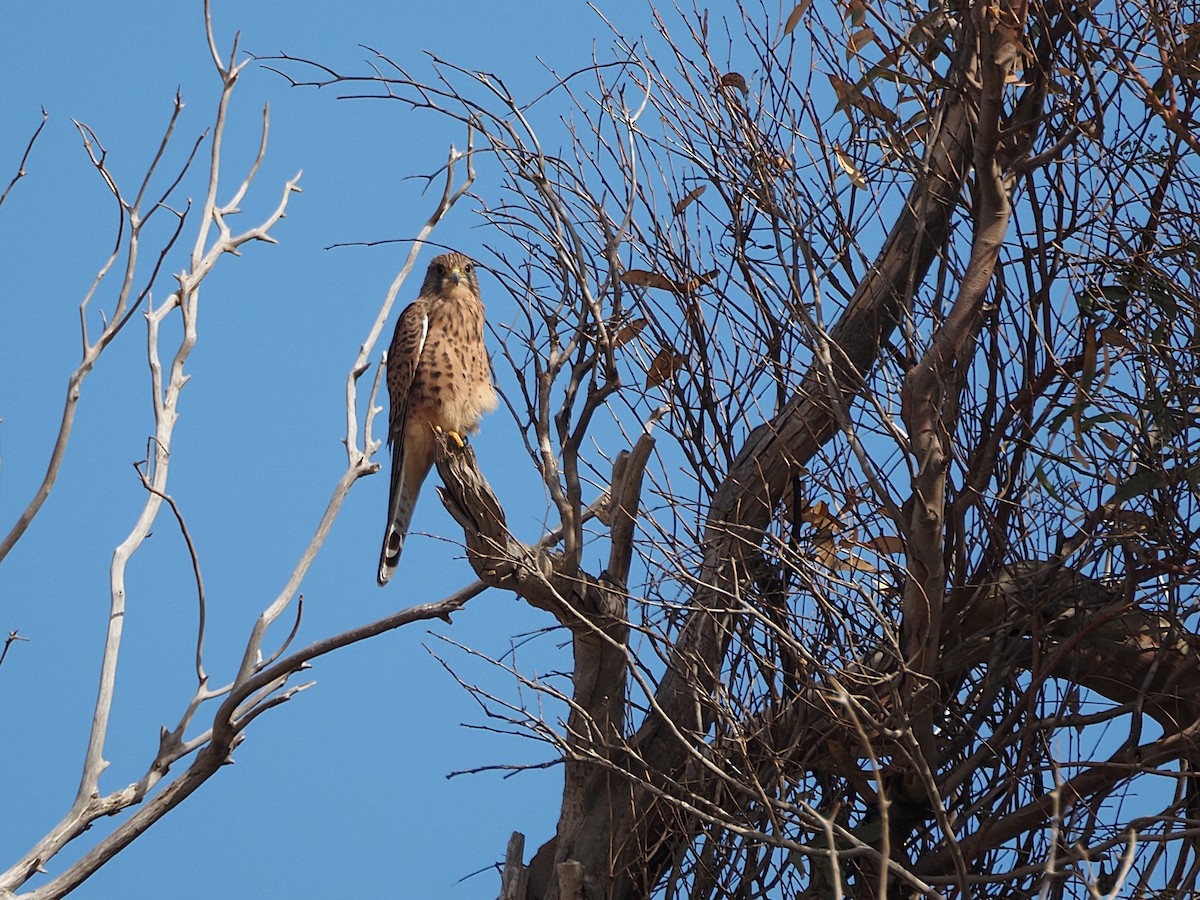 Eurasian Kestrel (Canary Is.) - ML643044043