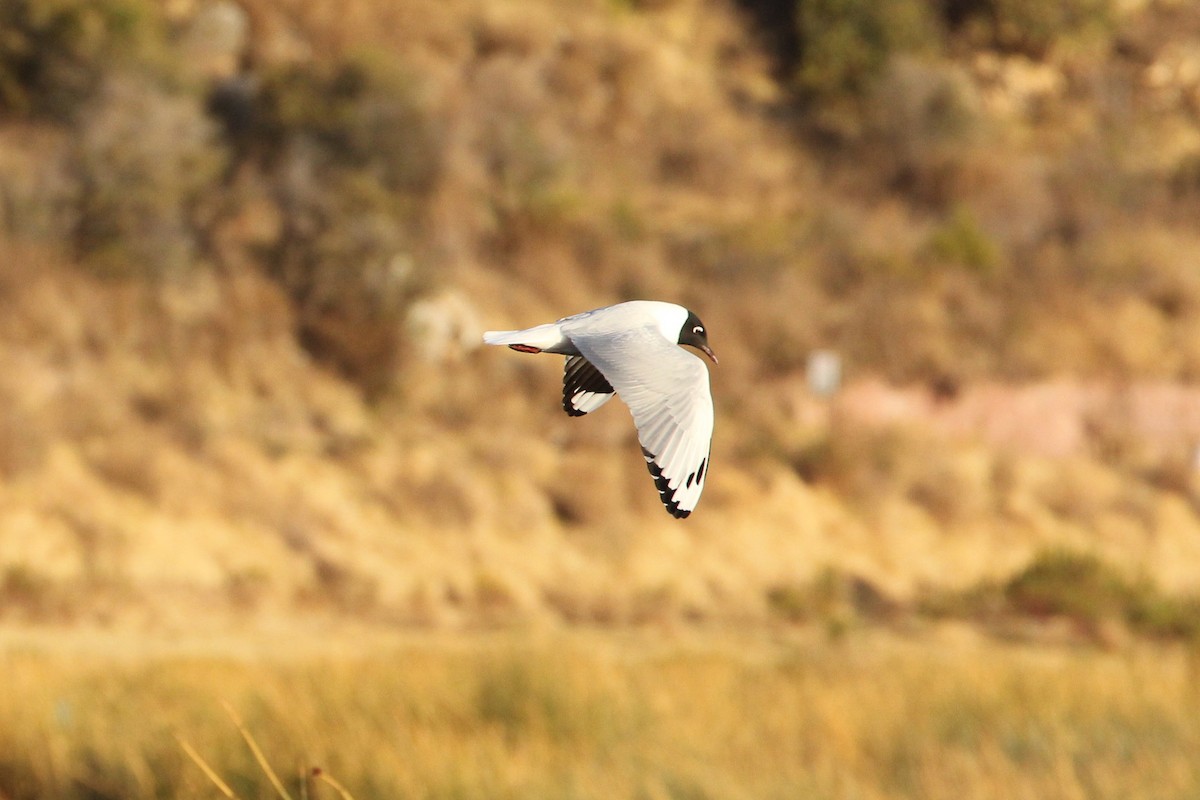 Mouette des Andes - ML643044052