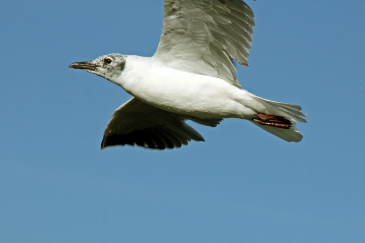 Mouette des Andes - ML643044053