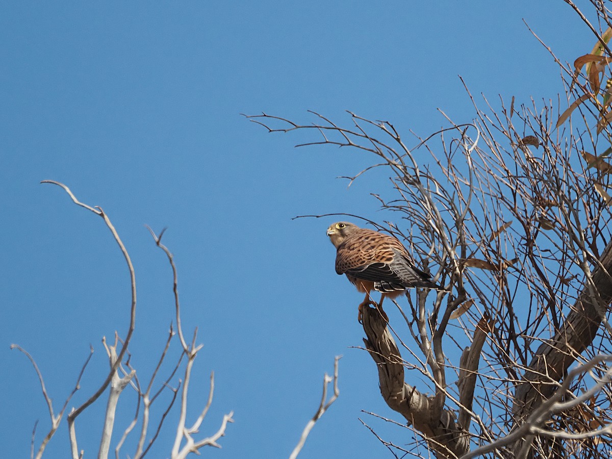 Eurasian Kestrel (Canary Is.) - ML643044054