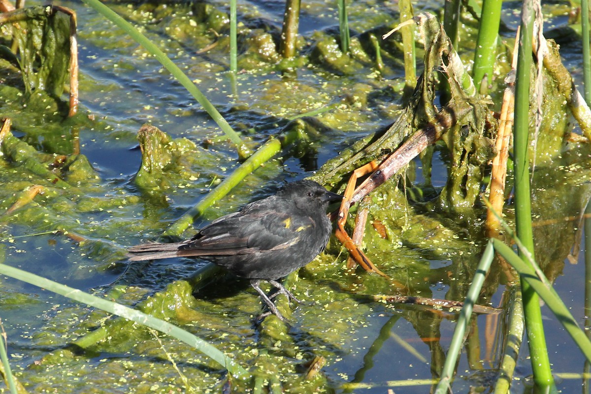 Yellow-winged Blackbird - ML643044081