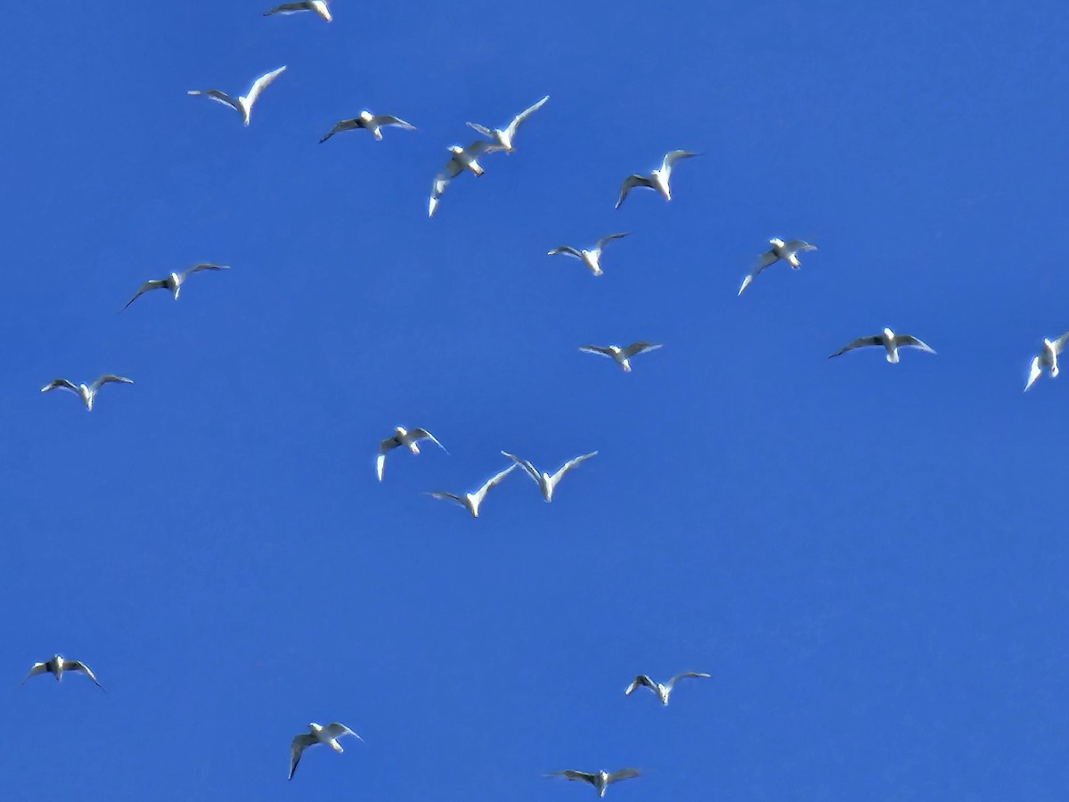 Bonaparte's Gull - ML643044117