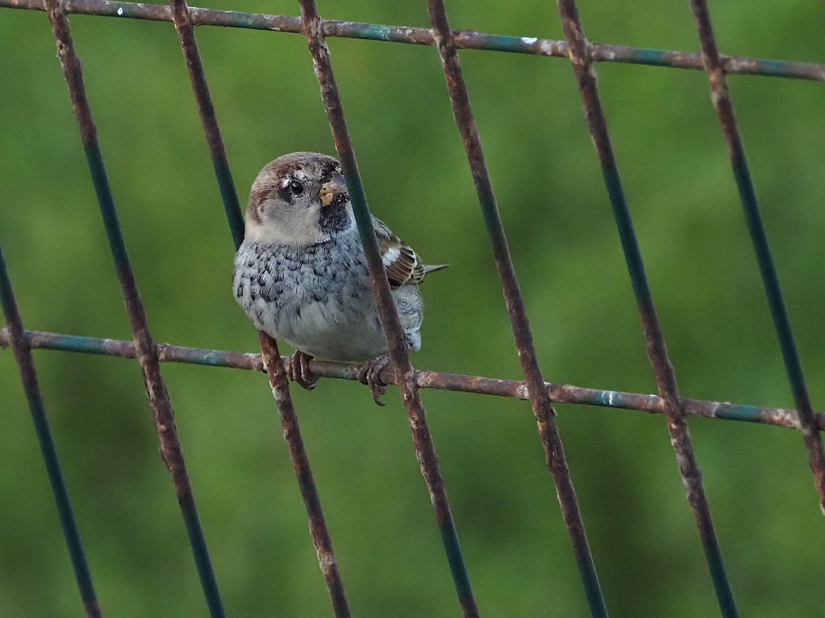 Spanish Sparrow - ML643044155