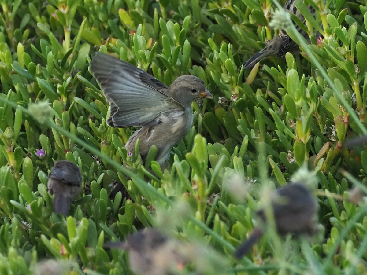 Spanish Sparrow - ML643044161