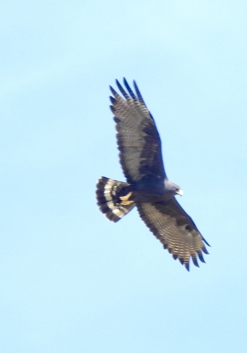 båndhalevåk - ML643044162